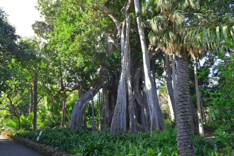 tenerife_botanical_garden_puerto_de_la_cruz_011