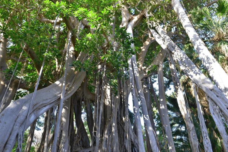 tenerife_botanical_garden_puerto_de_la_cruz_012