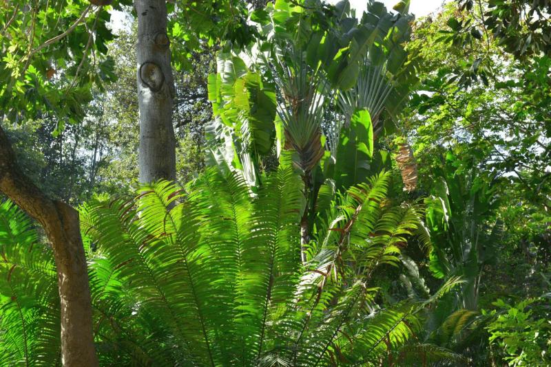 tenerife_botanical_garden_puerto_de_la_cruz_013