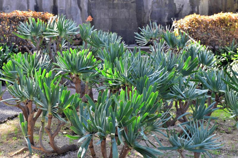 tenerife_botanical_garden_puerto_de_la_cruz_014