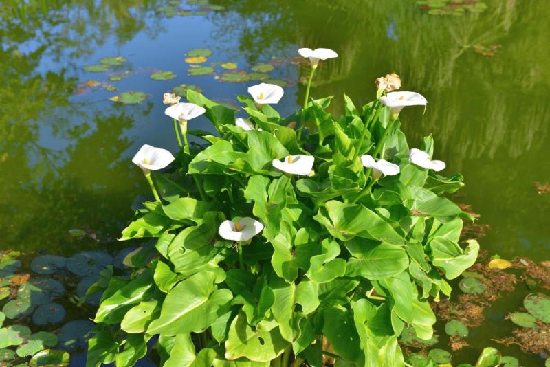 tenerife_botanical_garden_puerto_de_la_cruz_017