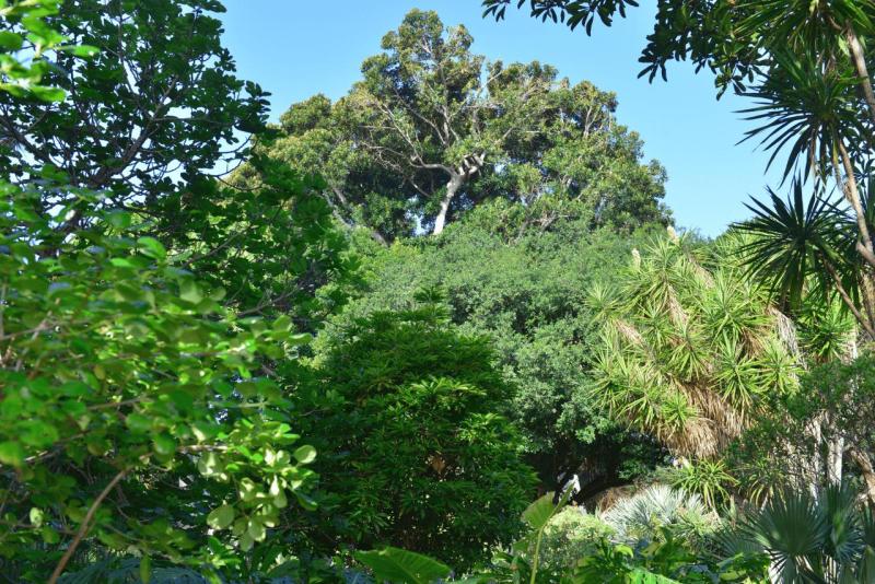 tenerife_botanical_garden_puerto_de_la_cruz_019