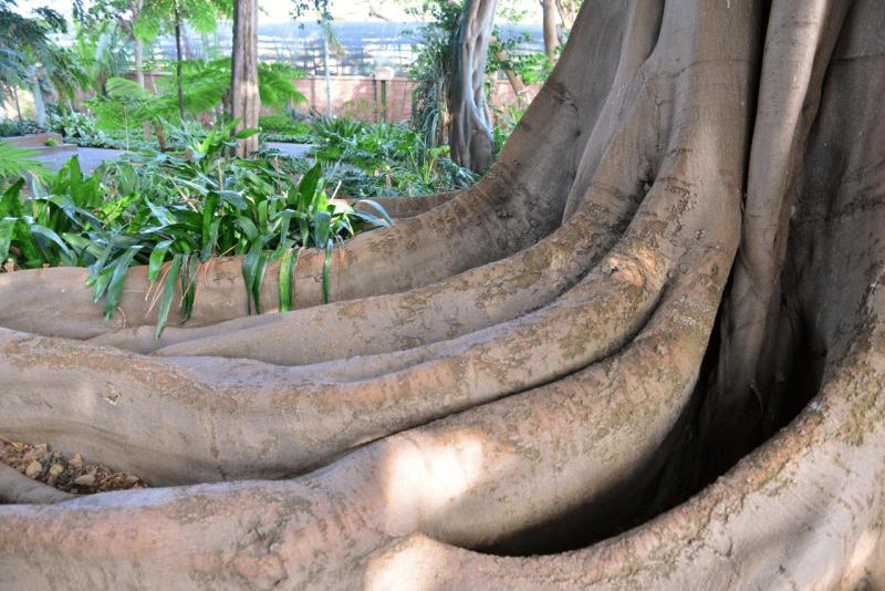 tenerife_botanical_garden_puerto_de_la_cruz_021
