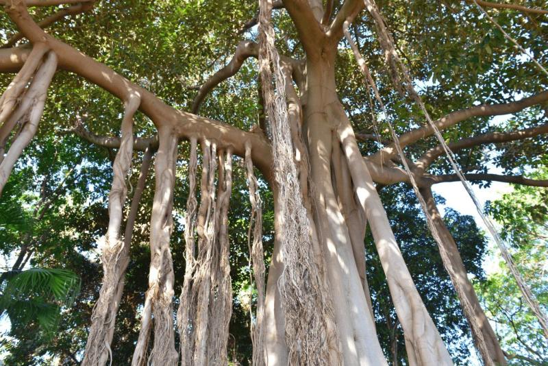 tenerife_botanical_garden_puerto_de_la_cruz_022