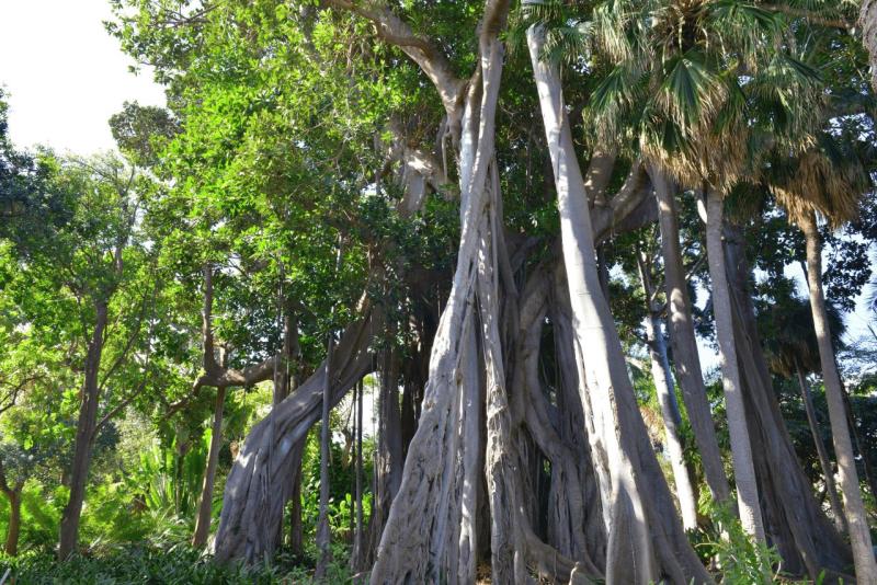 tenerife_botanical_garden_puerto_de_la_cruz_026