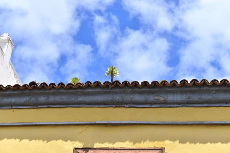 tenerife_san_christobal_de_la_laguna_007