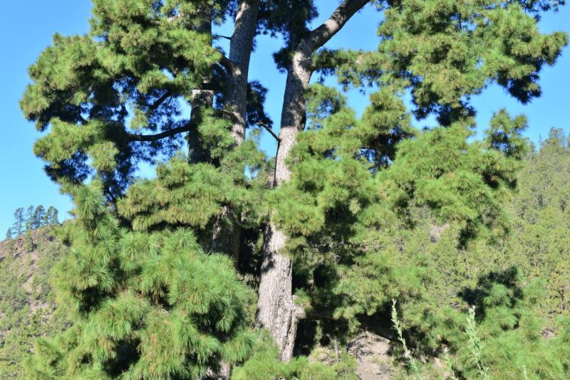 teneriffa_volcano_teide_002