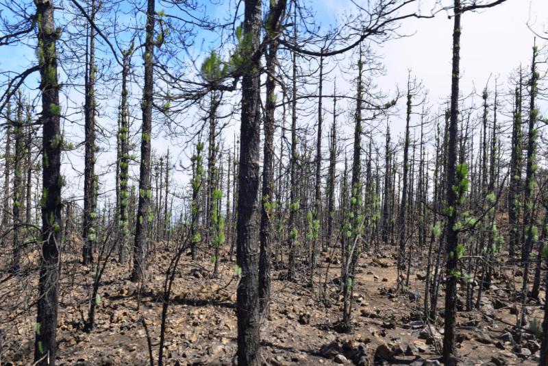 teneriffa_volcano_teide_022