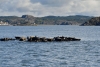 gothemburg_vraengoe_varberg_004