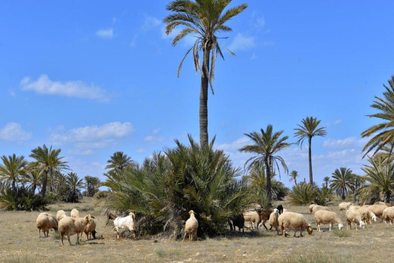 wohnmobil_tunesien_kerkennah_035