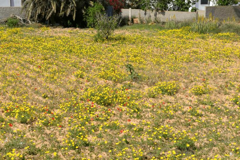 wohnmobil_tunesien_kerkennah_044