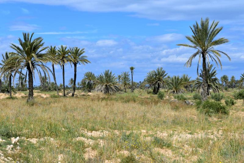 wohnmobil_tunesien_kerkennah_061