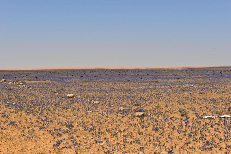 tunesien_wohnmobil_ksar_ghilane_009