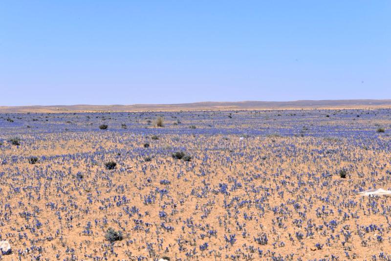 tunesien_wohnmobil_ksar_ghilane_010