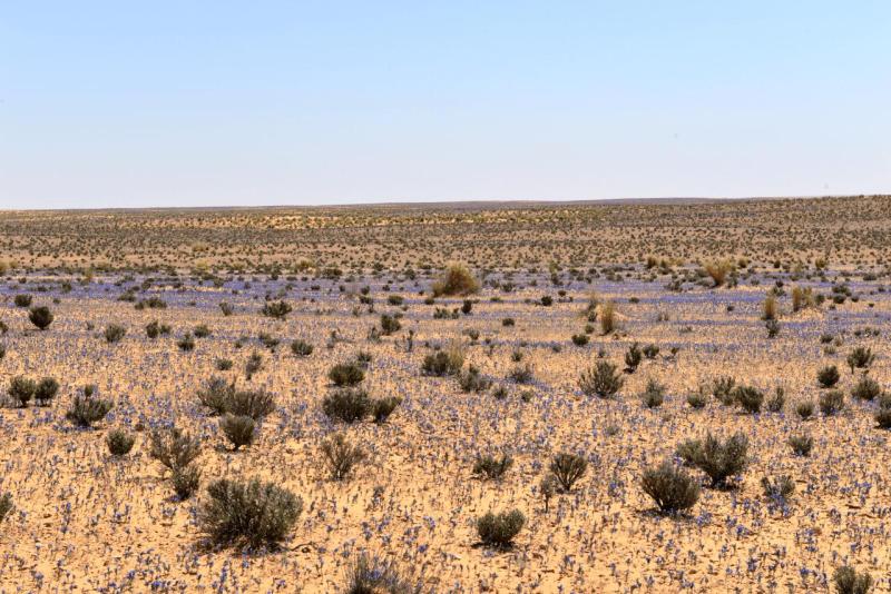tunesien_wohnmobil_ksar_ghilane_012