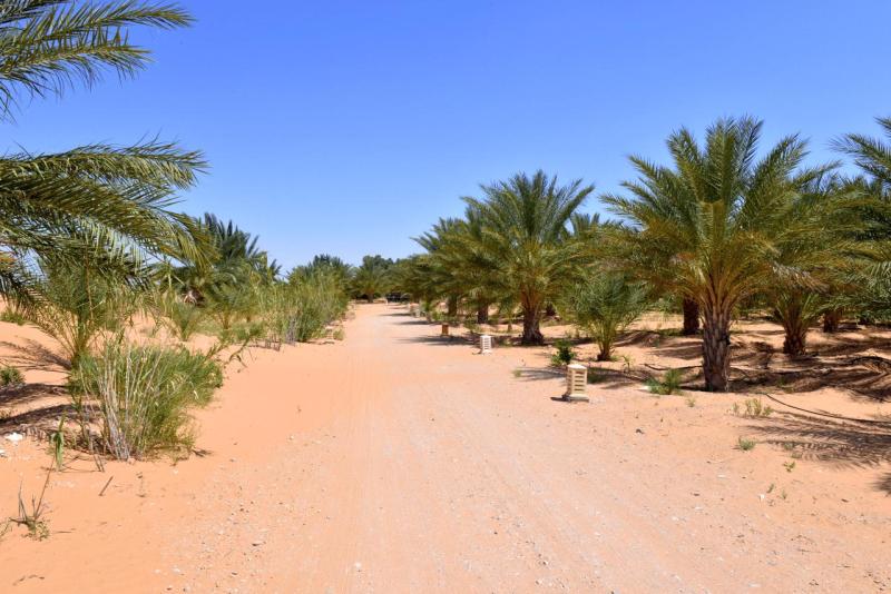 tunesien_wohnmobil_ksar_ghilane_014