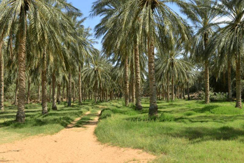 tunesien_wohnmobil_ksar_ghilane_022