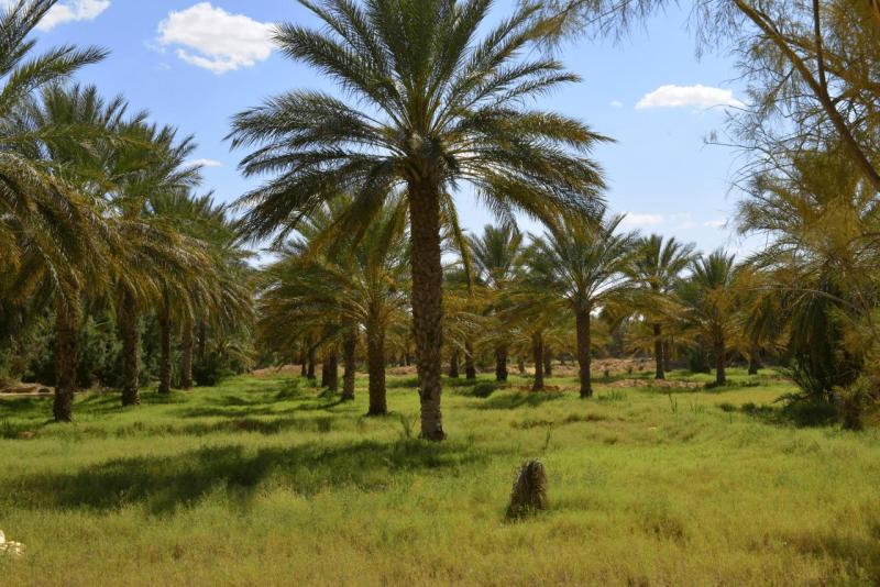 tunesien_wohnmobil_ksar_ghilane_024