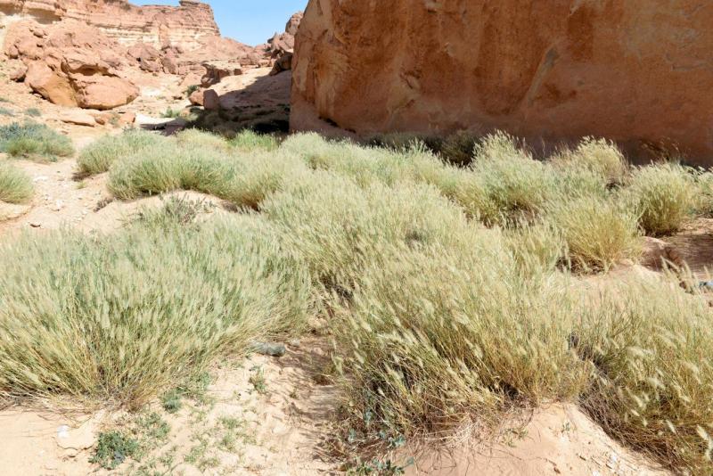 tunesien_wohnmobil_sidi_bouhlel_032