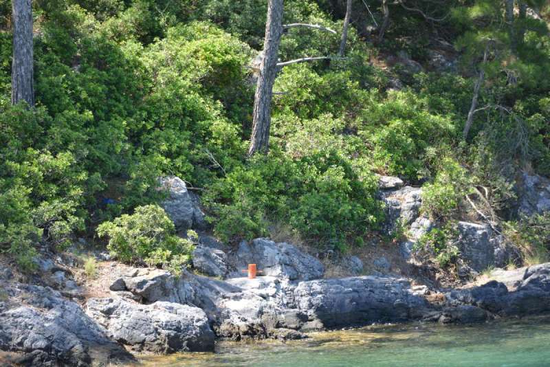 turkey_heading_west_0041