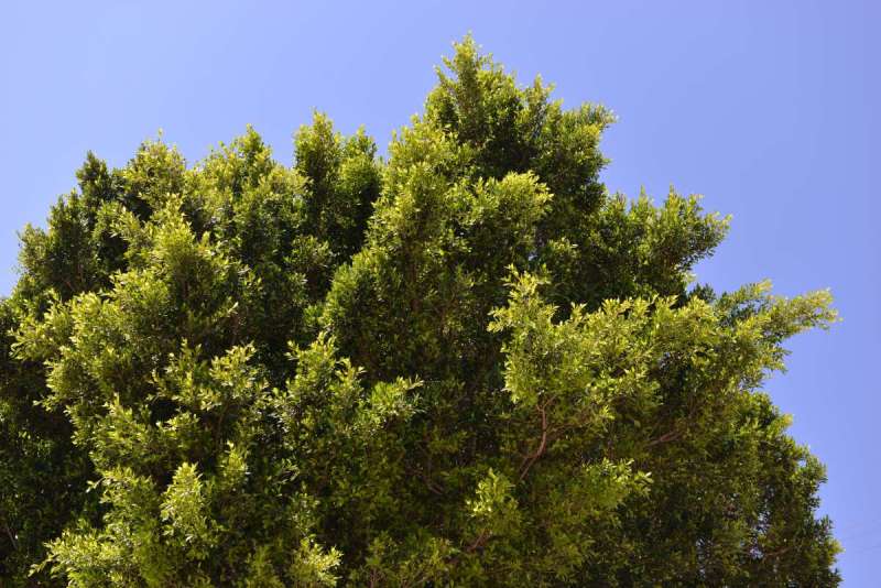 turkey_heading_west_0061