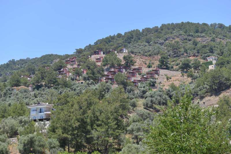 turkey_heading_west_0066