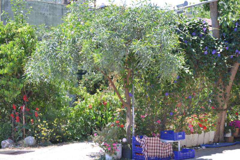 turkey_heading_west_0076