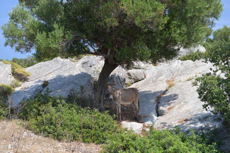 turkey_heading_west_0096