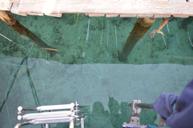 turkey_heading_west_0111