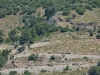 turkey_heading_west_0036