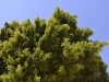 turkey_heading_west_0061