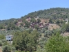 turkey_heading_west_0066