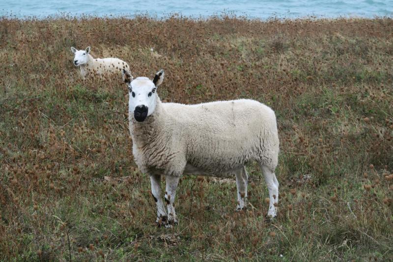 uk26_abreise_samphire_hoe_dover_004