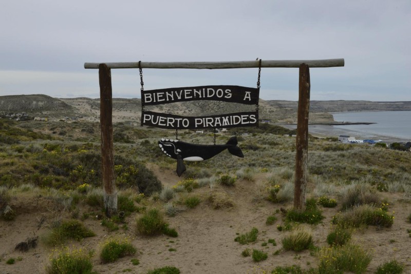 valdes_argentina_whale_nature_017