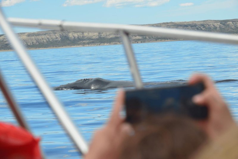 valdes_argentina_whale_nature_027