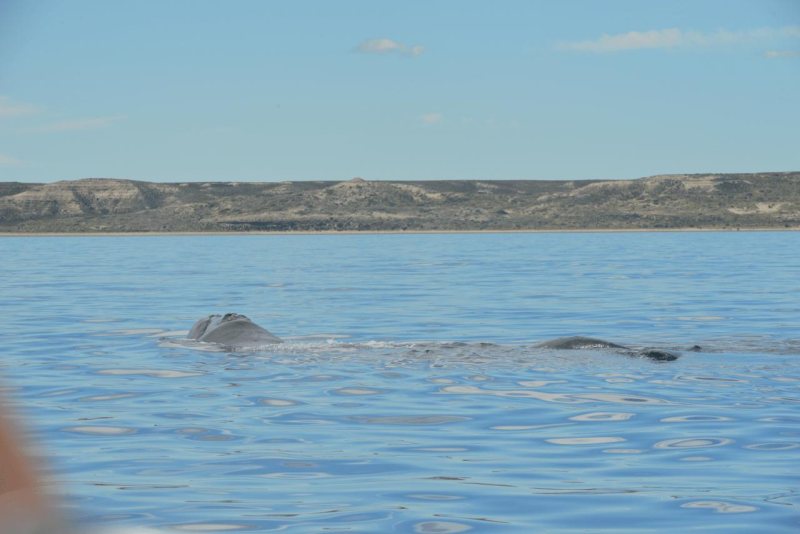 valdes_argentina_whale_nature_028