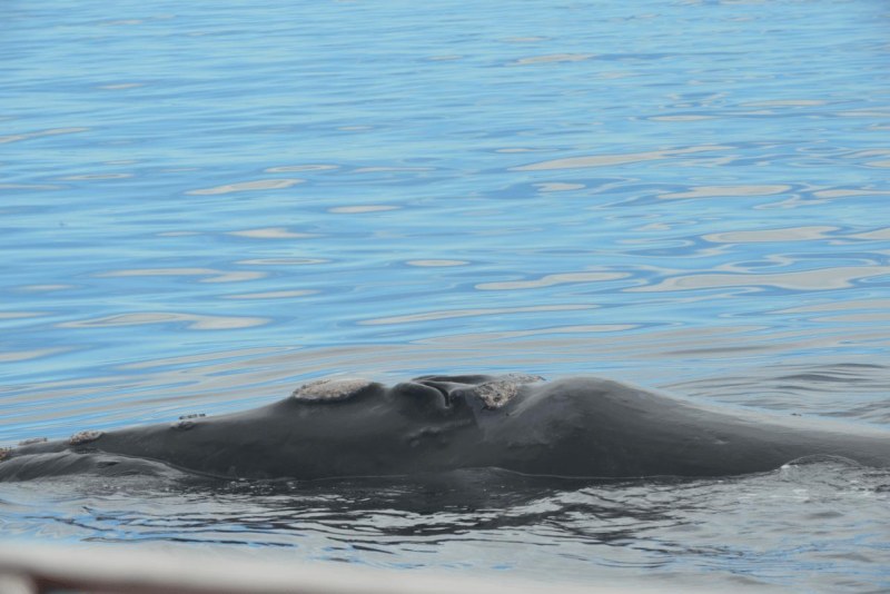 valdes_argentina_whale_nature_029