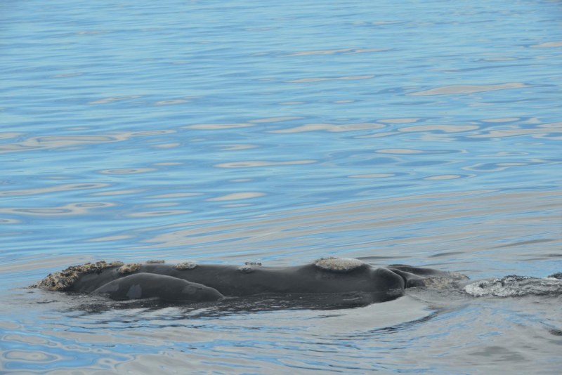 valdes_argentina_whale_nature_030