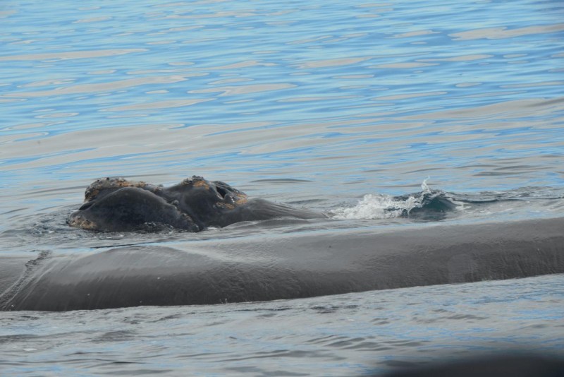 valdes_argentina_whale_nature_031