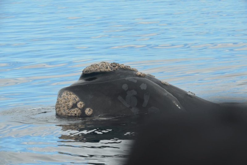 valdes_argentina_whale_nature_032