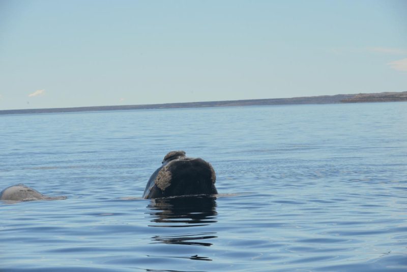 valdes_argentina_whale_nature_033