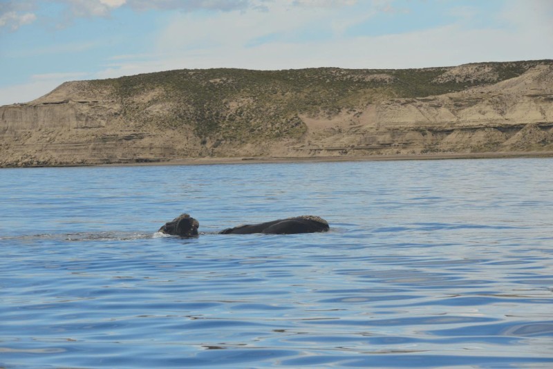 valdes_argentina_whale_nature_034