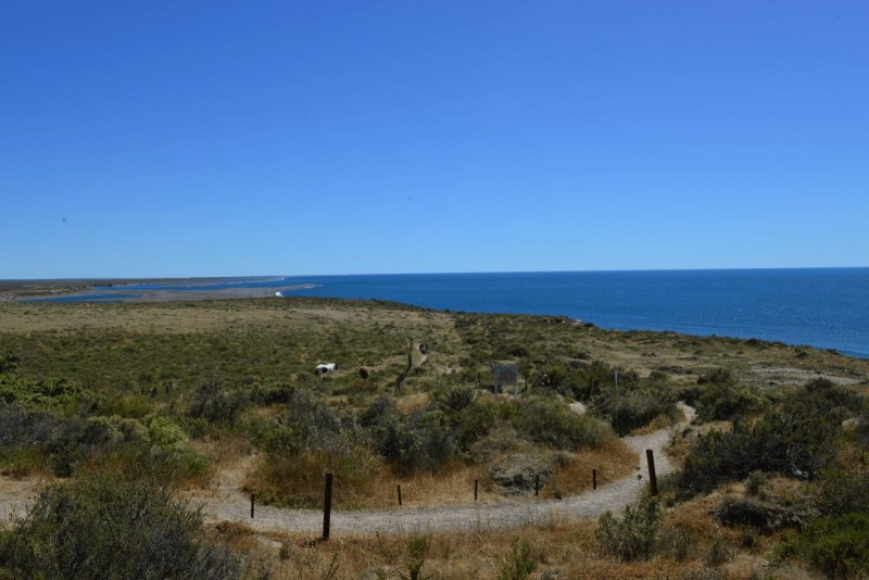 valdes_argentina_whale_nature_038