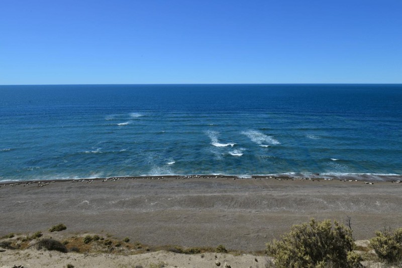 valdes_argentina_whale_nature_039