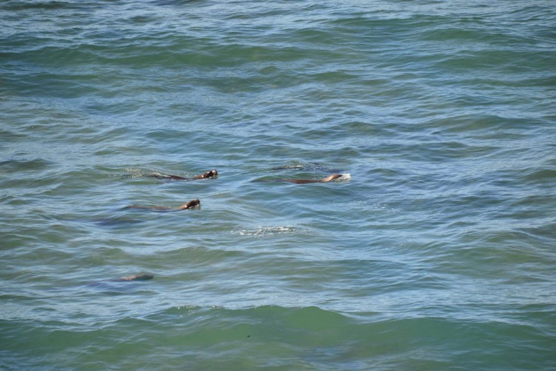 valdes_argentina_whale_nature_045
