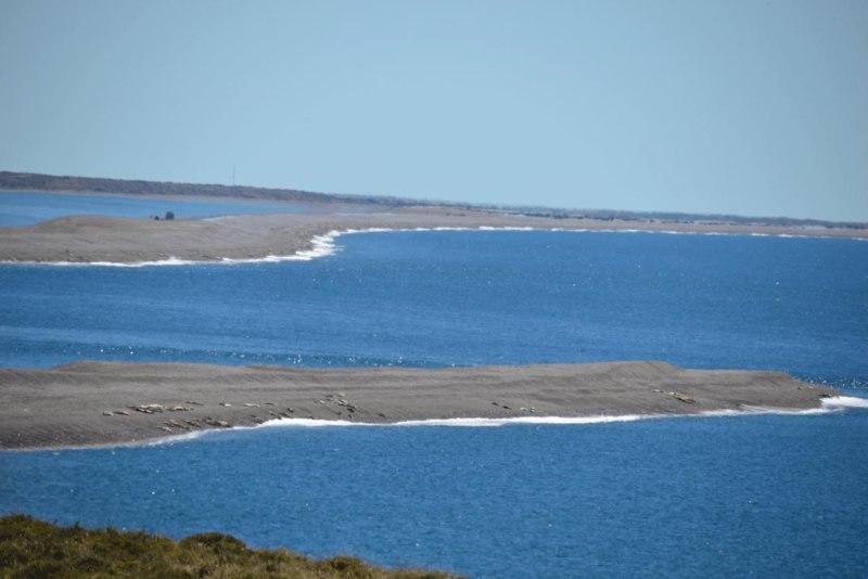 valdes_argentina_whale_nature_046
