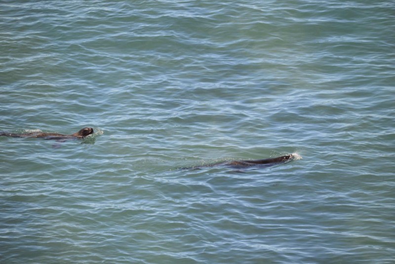 valdes_argentina_whale_nature_049