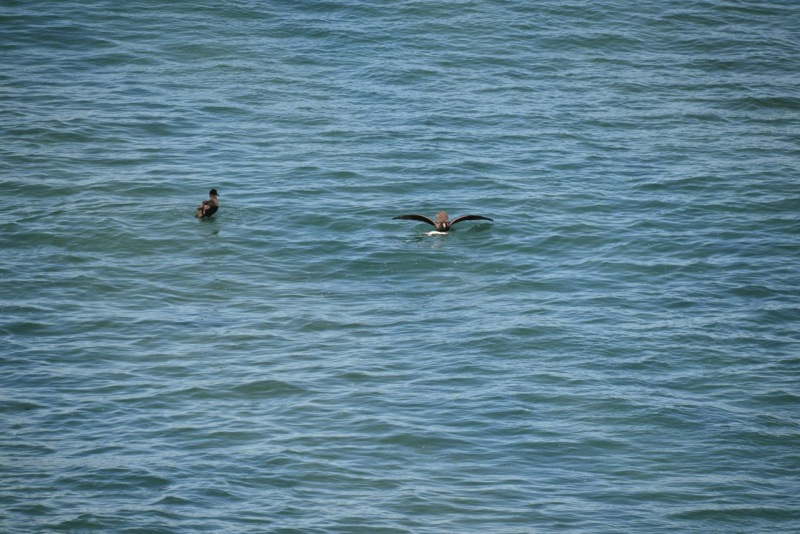 valdes_argentina_whale_nature_050