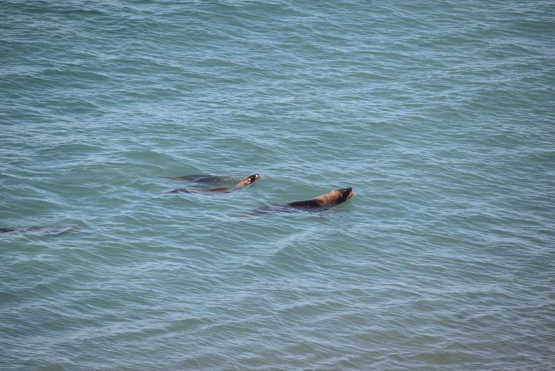 valdes_argentina_whale_nature_053