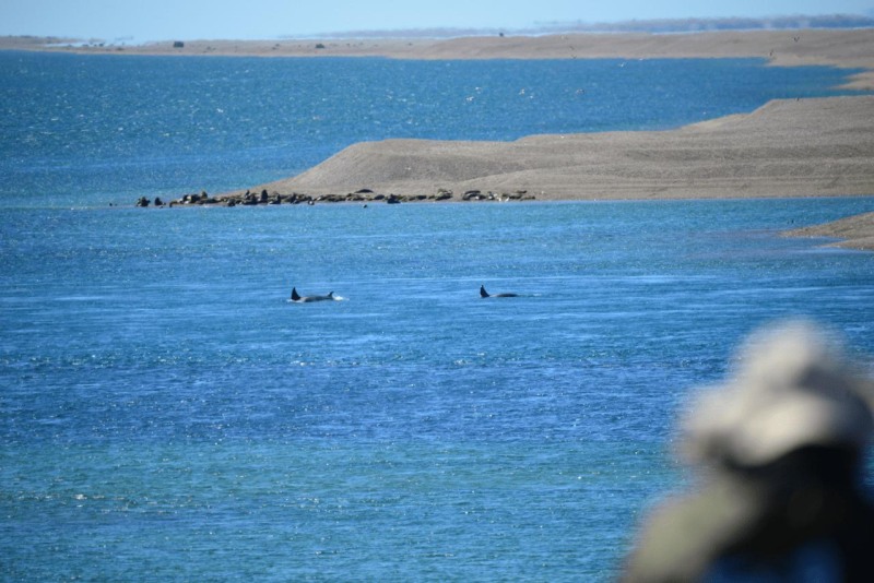 valdes_argentina_whale_nature_054